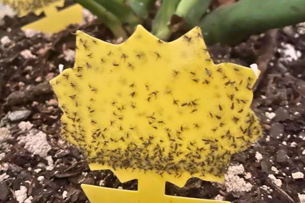 Piège adhésif jaune rempli de moucherons dans une jardinière.
