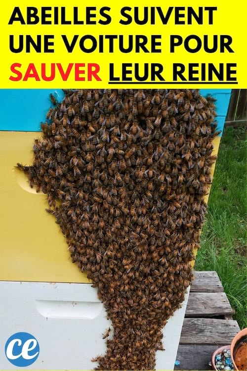 Plusieur abeilles rassemblées
