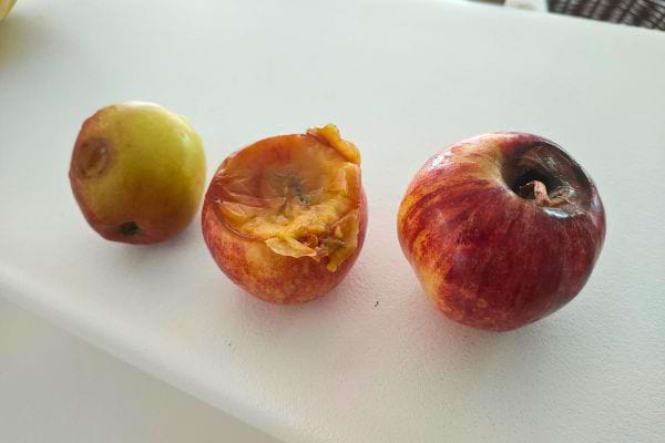 Trois pommes pourries.