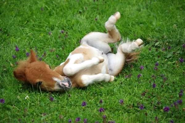 Un poulain allongé sur le dos dans l'herbe verte.