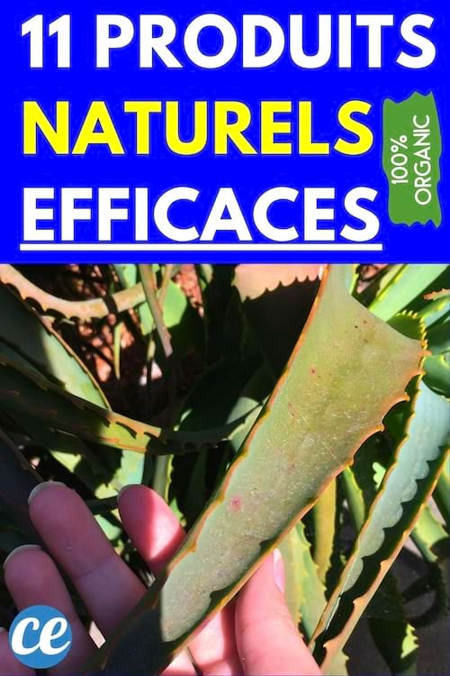 De l'aloe vera dans une main 