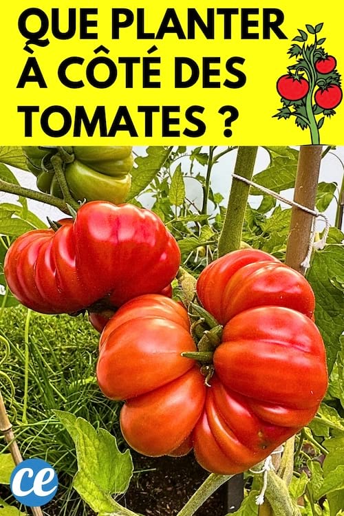 Des belles tomates rouge avec des fleurs aux pieds