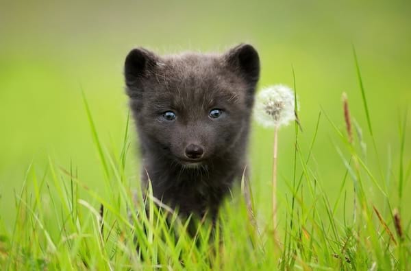un bébé renard marron dans un pré