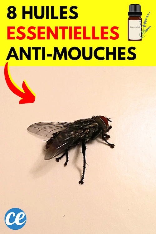 8 Huiles Essentielles pour Se Débarrasser des Mouches à la Maison. — free download