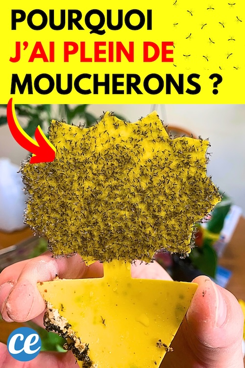 Pourquoi J’ai Plein de Moucherons Chez Moi ? Et Comment les Éliminer.