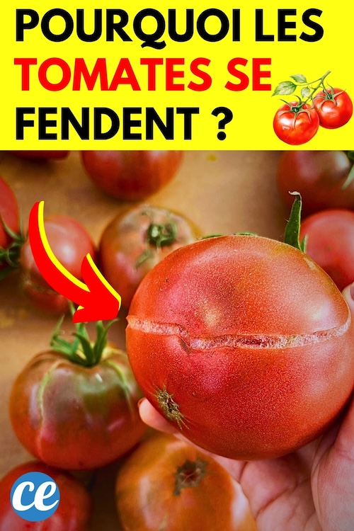 Pourquoi les Tomates se Fendent ? Et Comment Éviter ces Éclatements.