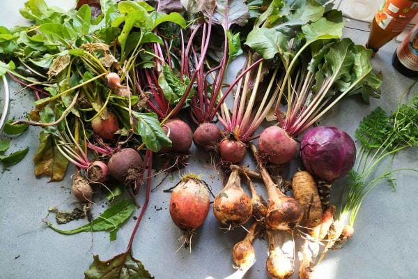 Légumes récoltés avec betteraves et carottes.