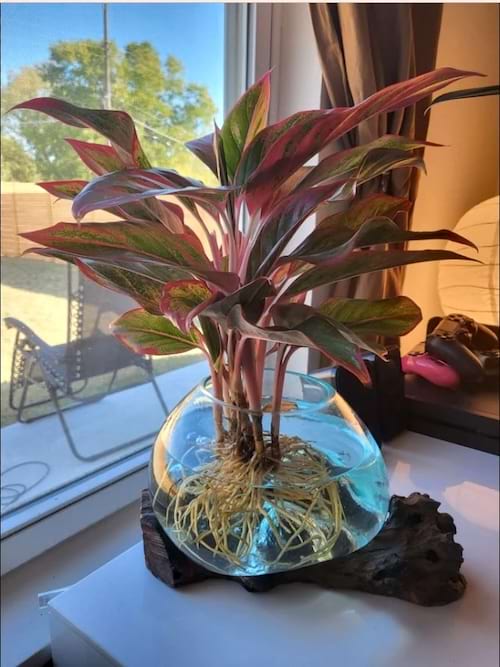 Aglaonema aux feuilles vertes et rouges dans un bocal en verre.