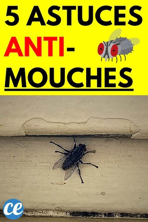 Une mouche