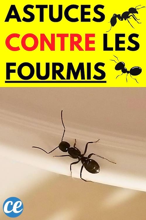 Une fourmis 