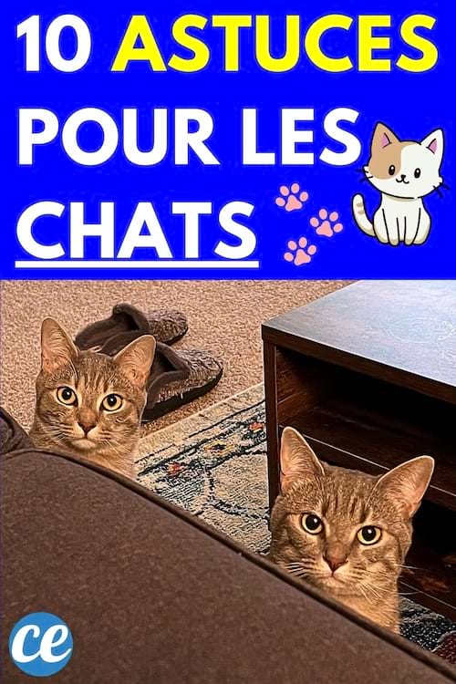 Deux chats qui regarde