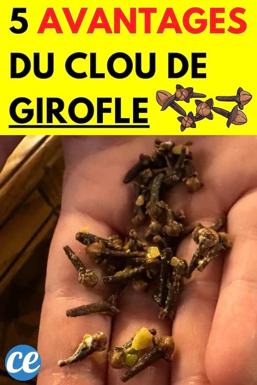 Des clous de girofle dans une main