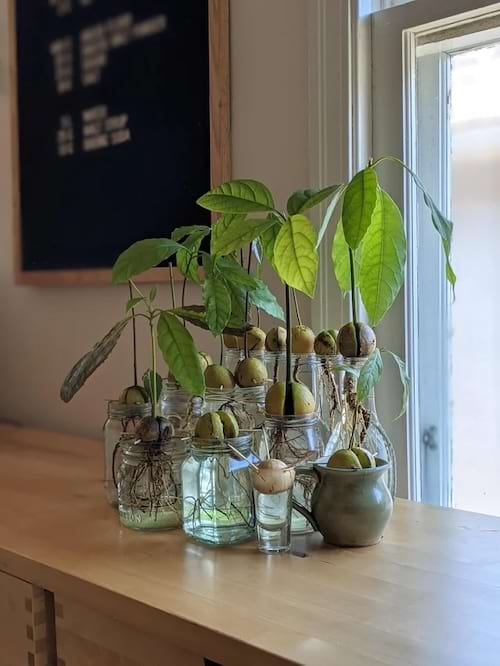 Avocatiers en croissance dans des bocaux en verre avec noyaux.