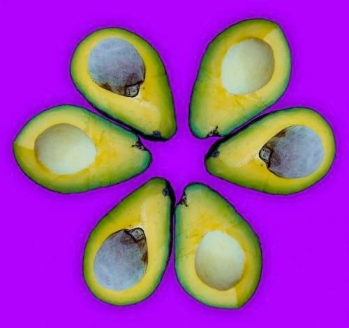 Avocats coupés en moitiés.