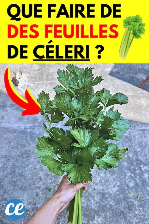 Du céleri branche avec des feuilles qu'il ne faut pas jeter 