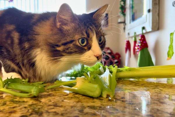 Chat reniflant des feuilles de céleri sur une table.