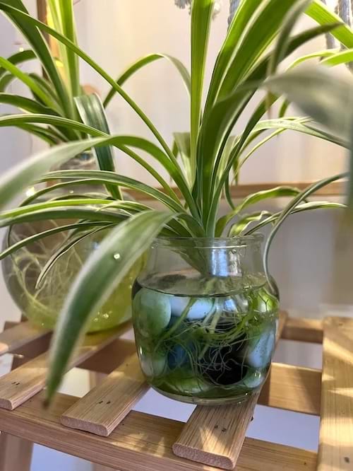 Chlorophytum avec racines visibles dans un bocal en verre.