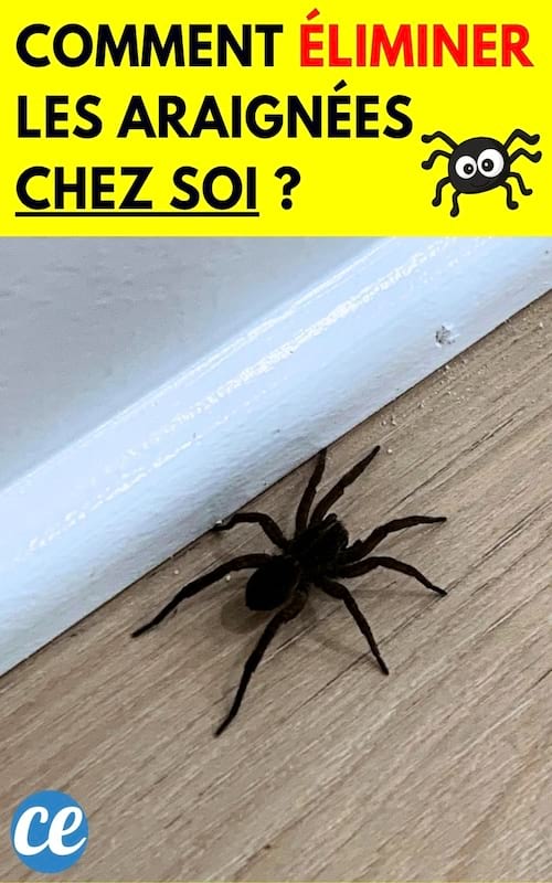 Une araignée au sol dans un logement