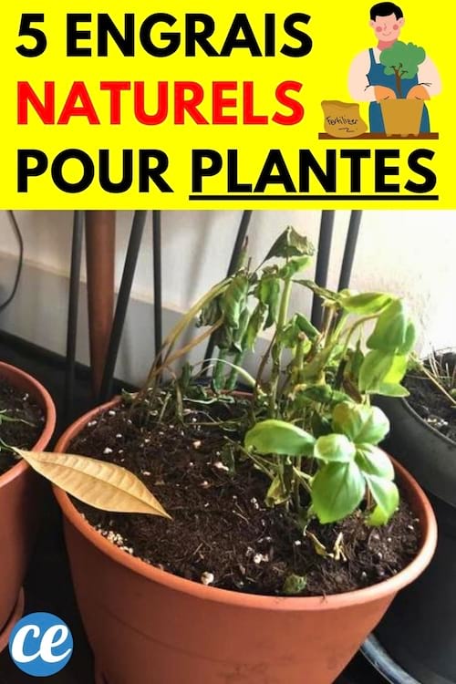 Un pot de plante