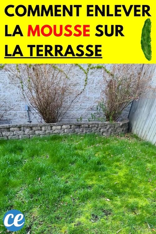 De la mousse dans du gazon 