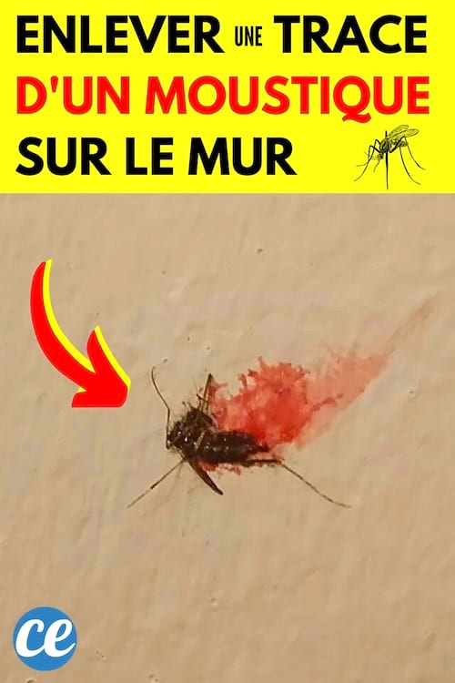 Un moustique plein de sang qui a été écrasé sur le mur de la chambre