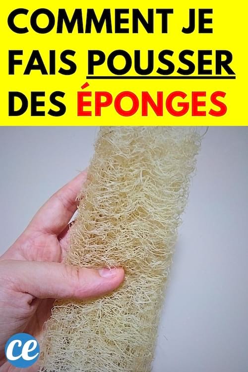 Une éponge dans une main