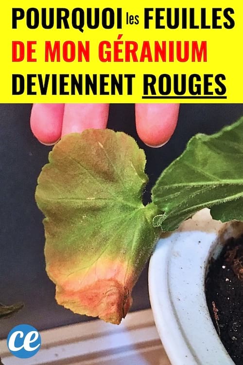 Des feuilles qui sont devenues rouges sur mon géranium à la maison