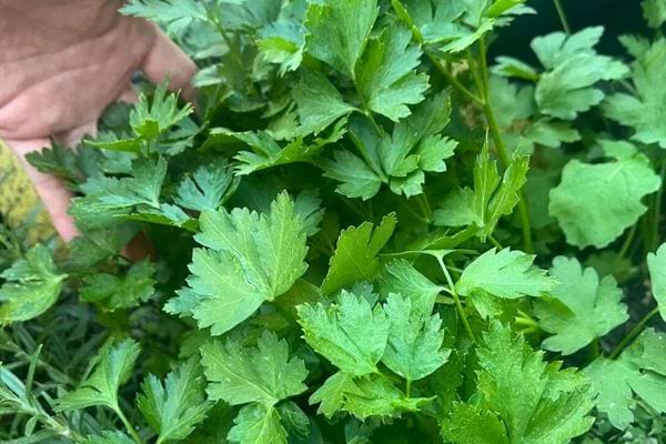 Feuilles de persil avec main.