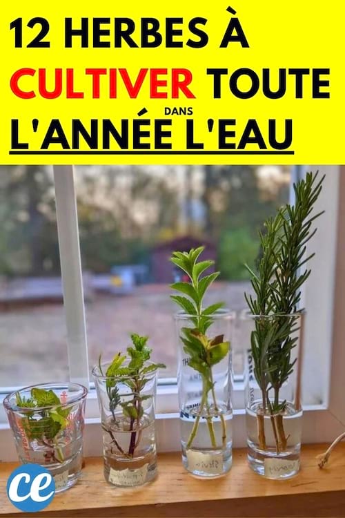 Des herbes dans des verres d'eau