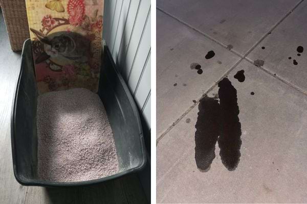 Litière pour chat à côté d'une tache d'huile.