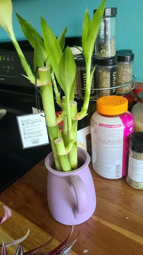 Tiges de lucky bamboo dans une tasse violette sur un comptoir.