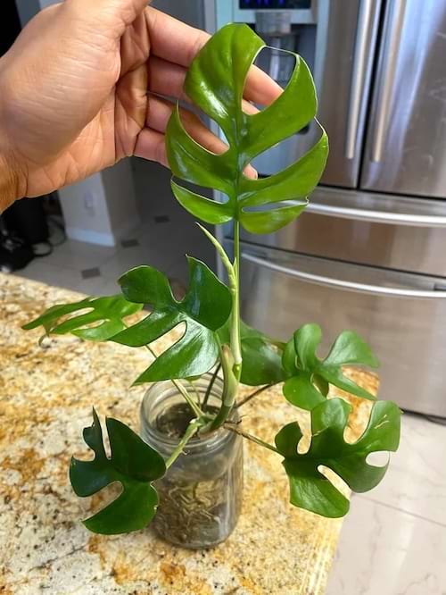 Monstera dans un petit vase en verre, main tenant une feuille.