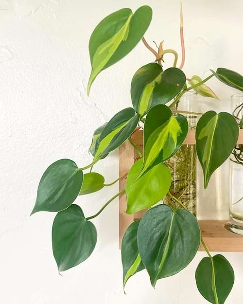 Philodendron aux feuilles vertes dans un vase en verre sur une étagère.