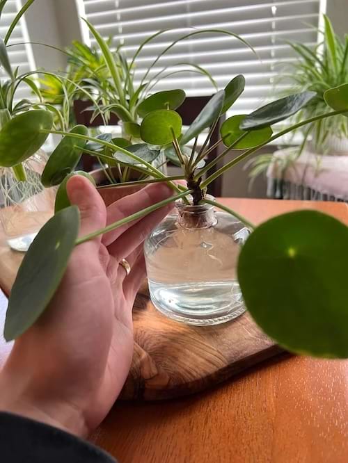 Pilea aux feuilles rondes dans un vase en verre.