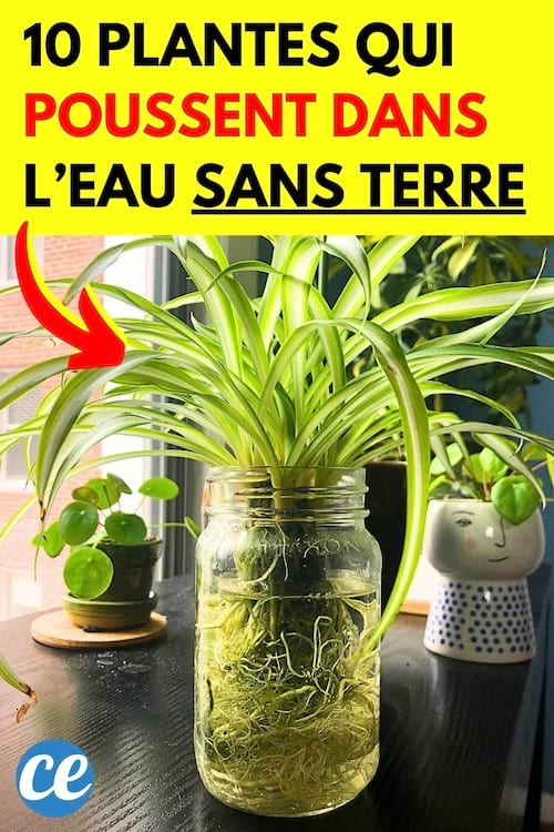 Une belle plante dans un bocal qui poussent dans l'eau