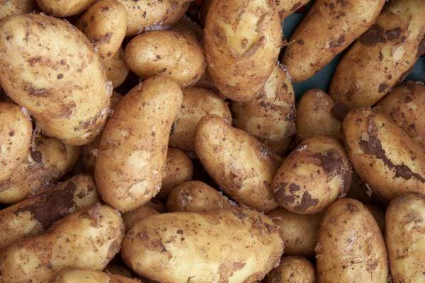 Pommes de terre crues.