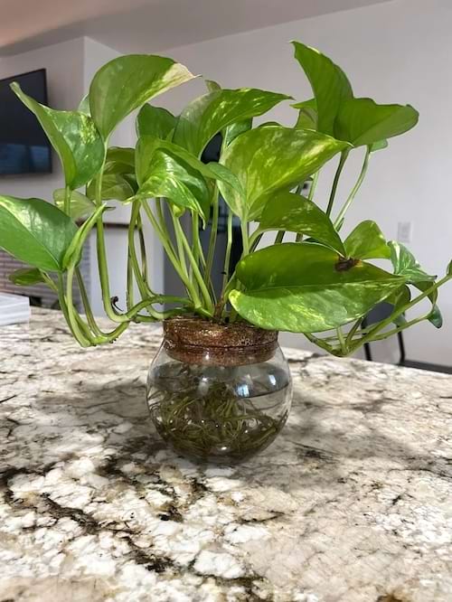 Pothos aux feuilles vertes dans un petit vase en verre sur une table.