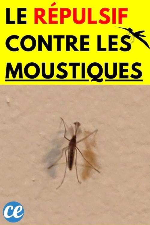 Moustique sur un mur beige