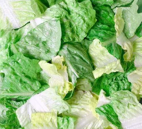 Feuilles de laitue verte.