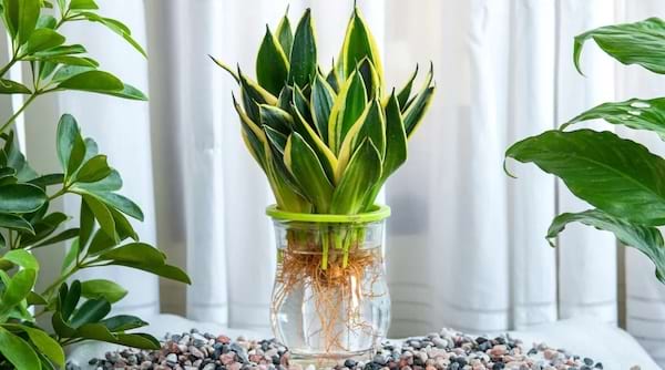 Sansevieria avec racines visibles dans un bocal en verre rempli d'eau.