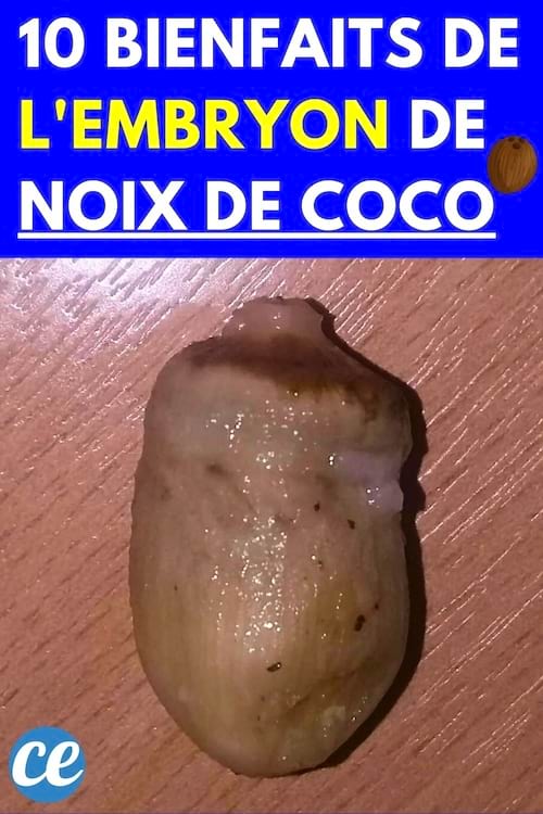 Un embryon de noix de coco 