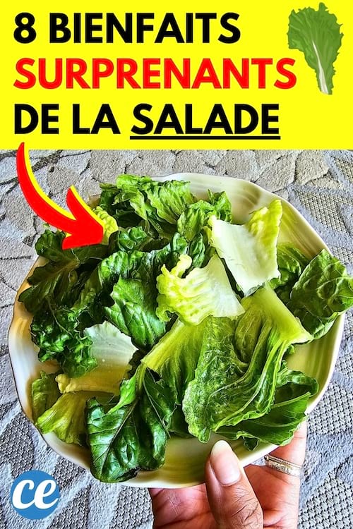 un bol de salade verte que je tiens dans la main et que je vais manger