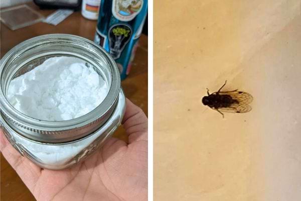 Bocal de bicarbonate de soude tenu en main, moucheron sur un mur.