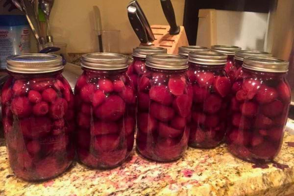 bocaux de betteraves congelees
