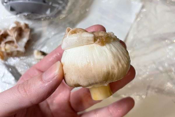Champignon de Paris entier, tenu par une main, partiellement épluché.