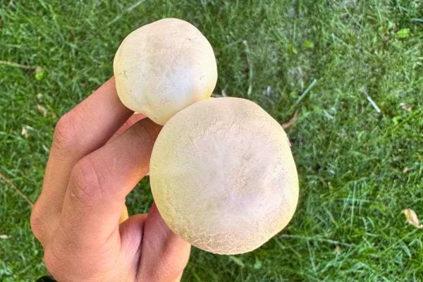 Deux champignons de Paris entiers, avec un grand et un petit, tenus en main, fond d'herbe.