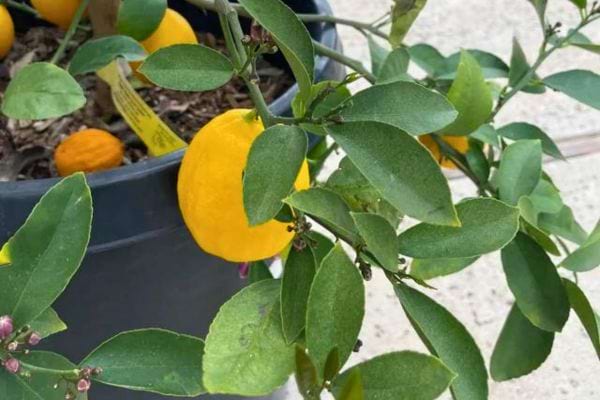 Citronnier en pot avec plusieurs citrons jaunes accrochés aux branches, entourés de feuilles vertes.