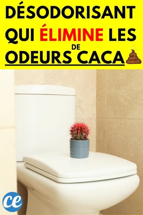 Un pot de cactus sur une lunette de toilettes