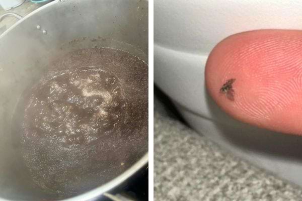 Eau bouillante dans une casserole, moucheron écrasé sur un doigt.