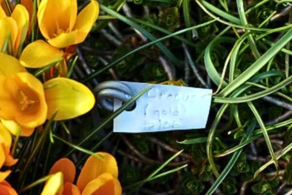 Une étiquette faite en canette pour vos semis